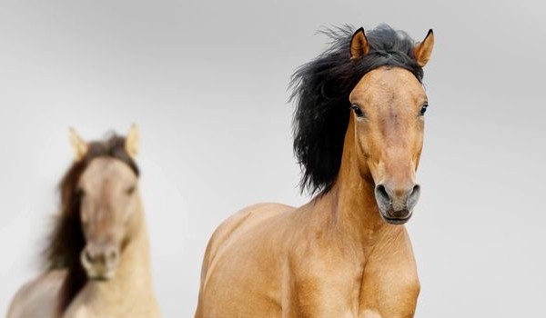Które rasy koni jest twoją bratnią duszą?