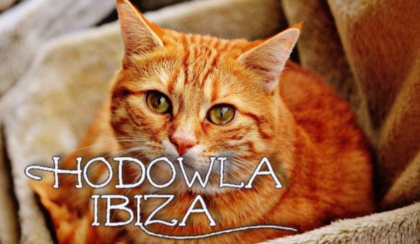 Hodowla Ibiza_