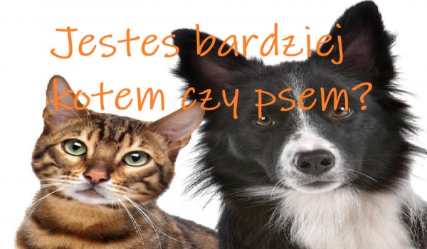 Jesteś bardziej kotem czy psem?