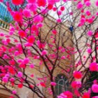 rozowa.materialistka