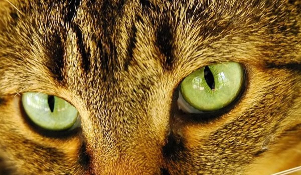 Czy rozpoznasz rasy kotów po ich oczach?