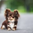 Mini_Misia