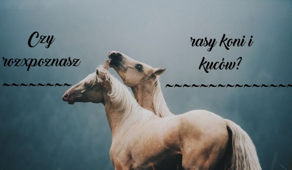 Czy rozpoznasz rasy koni i kuców?