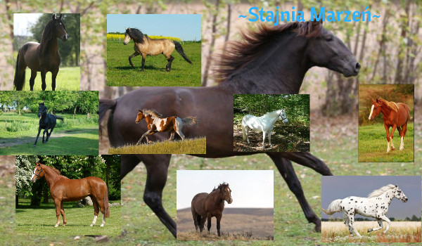 Stajnia Marzeń#2