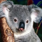 koala1
