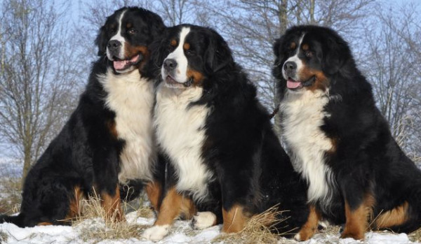Czy rozpoznasz rasy psów w 10 sekund?