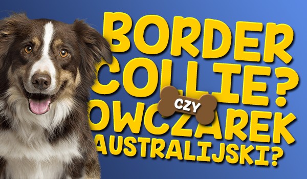 Border collie czy owczarek australijski?