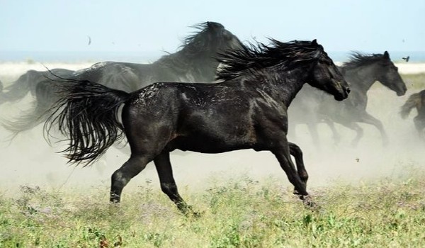 Stadnina Horse