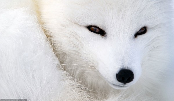 Historia białego lisa #3