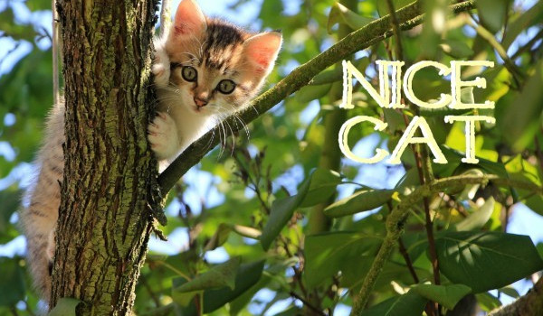 Nice Cat#1