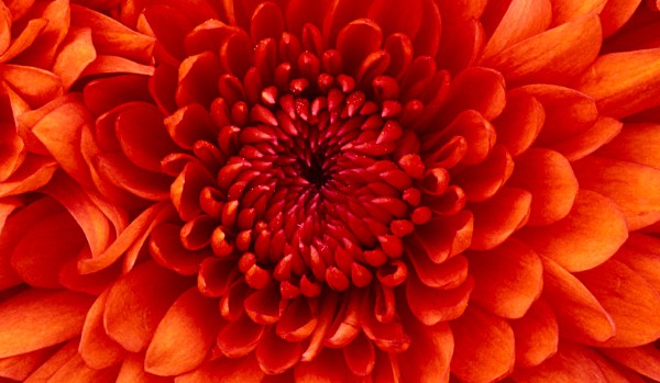 Czy jesteś idiotą ?