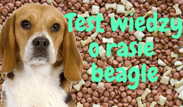 Sprawdź ile wiesz na temat rasy beagle?