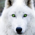 WhiteWollf