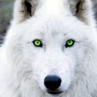 WhiteWollf