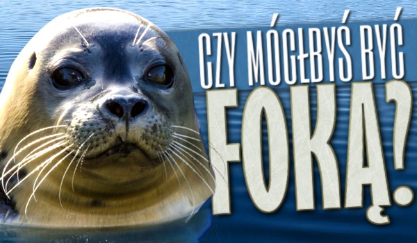 Czy mógłbyś być foką?