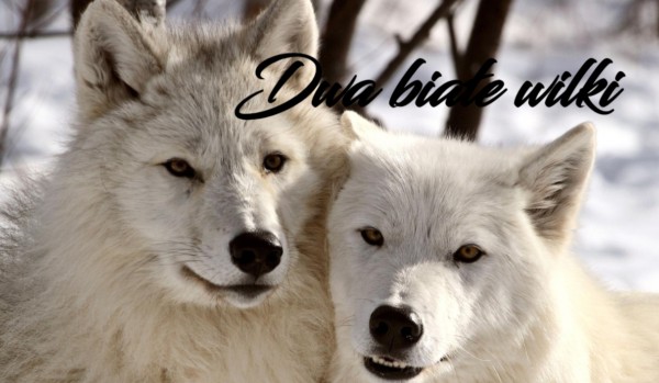 Dwa białe wilki