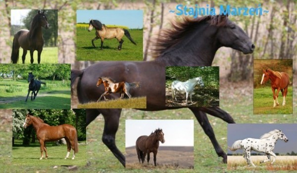 Stajnia marzeń#4