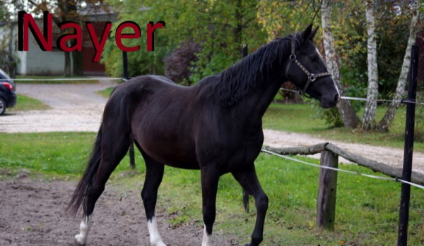 Nayer – Część pierwsza