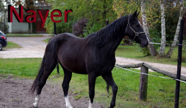 Nayer – Część pierwsza