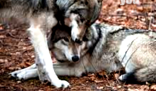 cytaty do adopcji cz2 wilki