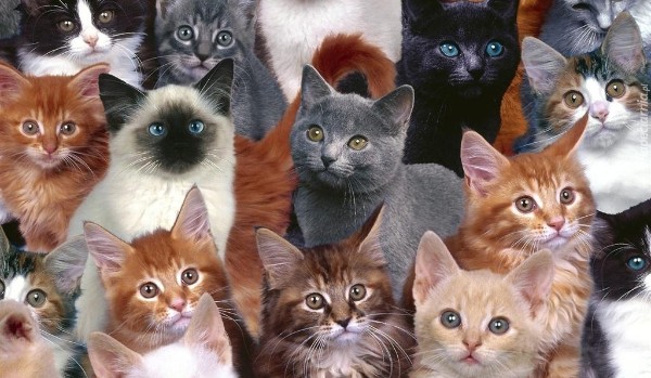 Rozpoznasz ponad dwadzieścia ras kotów? Sprawdź!