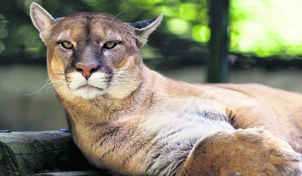 Czy mógłbyś zostać pumą?