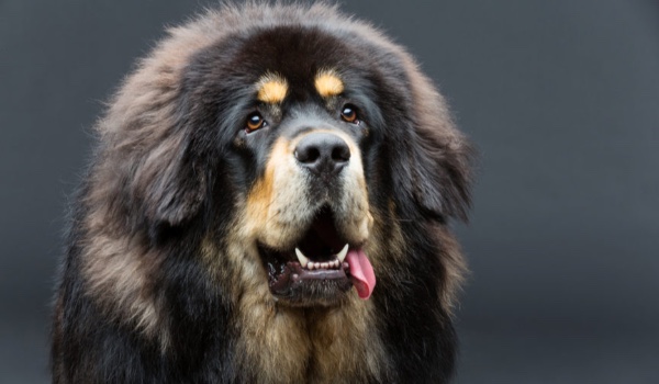 Jaką rasą psa jesteś?