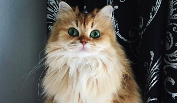 Zapisy do klanów ~ Przedstawienie postaci + Prolog