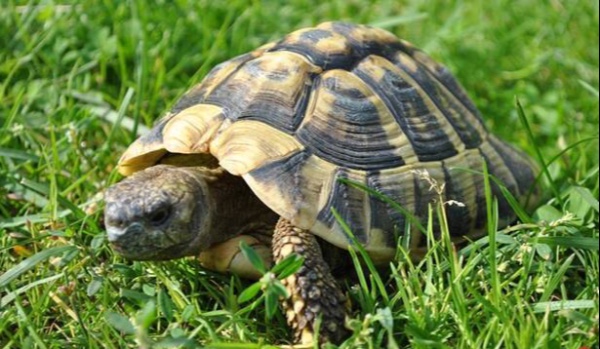 Czy dasz radę wychować żółwia