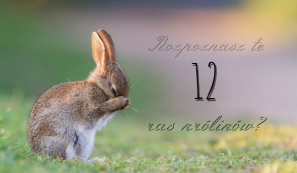 Rozpoznasz te 12 ras królików?