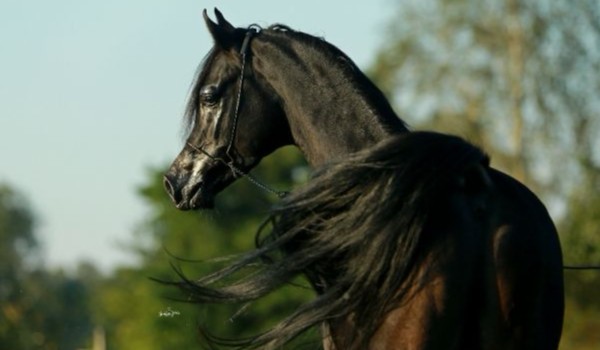 Zatracić się w galopie #3