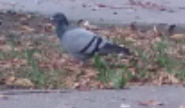 Ile wiesz o _chayane_?