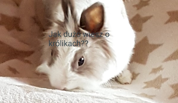 Ile wiesz o królikach?