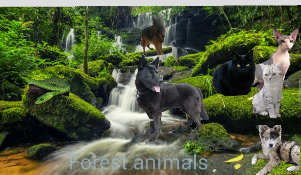 Forest animals – prolog cz. 2