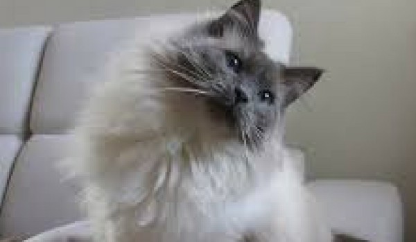 Hodowla Kotów – Weterynarz