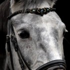 Silver_Horse