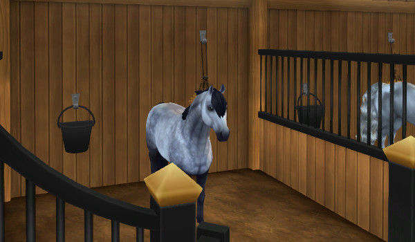 Silver horses ZDJĘCIA