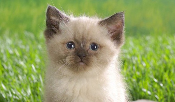 jakim rasy kotem jesteś?