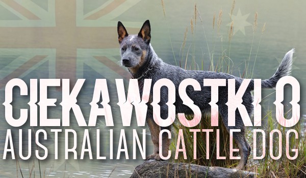 Ciekawostki o australian cattle dog