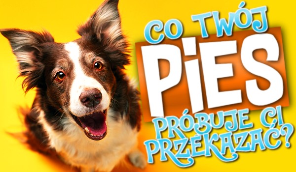 Co Twój pies próbuje Ci przekazać?