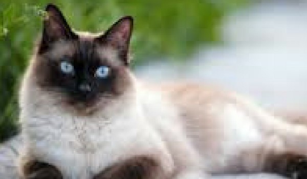 Hodowla Kotów -Sklep