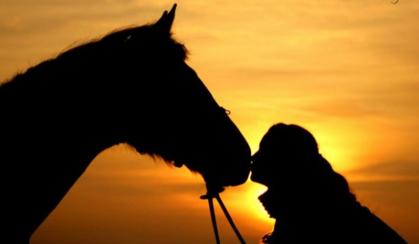 Czy twój koń ma do ciebie zaufanie?