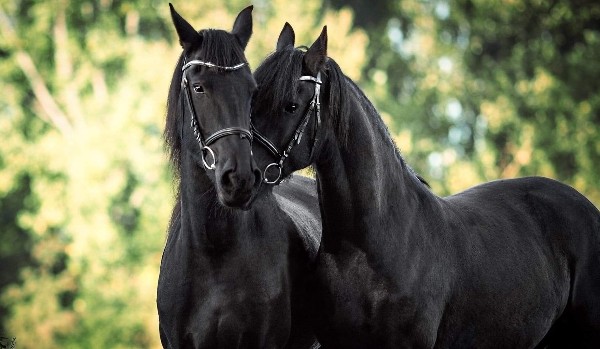 czy konie Cię lubią