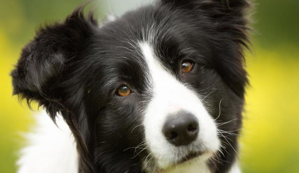 jakim typem psa jesteś?