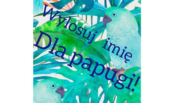 Wylosuj imię dla papugi!!