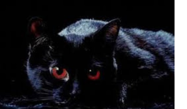 The Vampires Cat #1 Krutkie jakby co