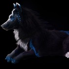 BlackWolfPL