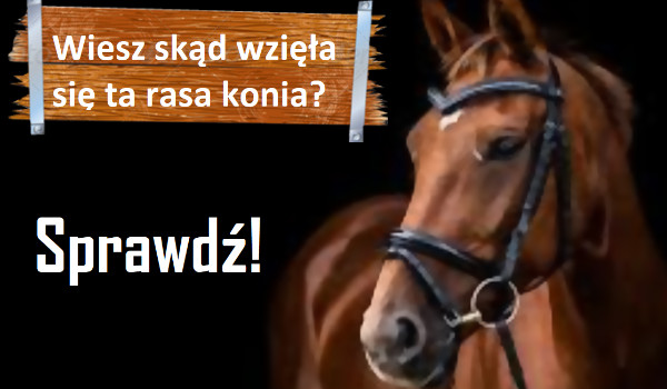 Zgadziesz z jakiego kraju pochodzi ta rasa konia?