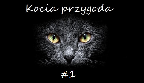 Kocia przygoda #1