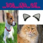 _Dog_and_Cat_